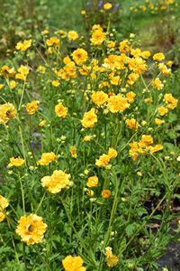 Geum chiloense Goldball